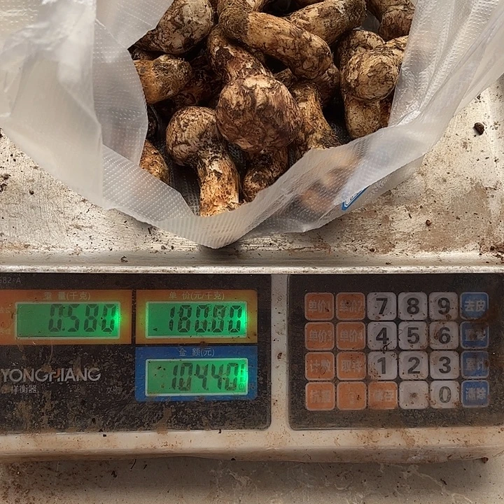 小***学云南野生菌各种新鲜菌菇中国大陆