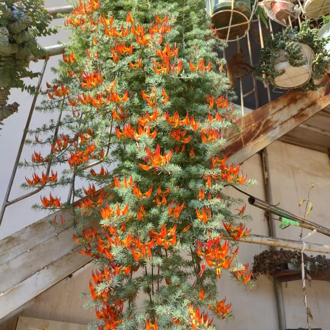 鹦鹉嘴盆栽垂吊花卉奇趣庭院阳台绿植百脉根开花植物