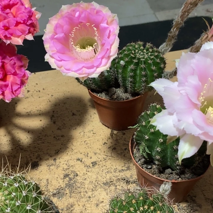 涵****号彩草仙人球系列