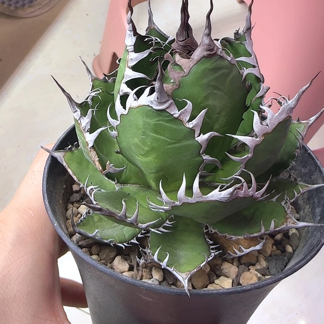 超曲刺霍利达1111111111111111