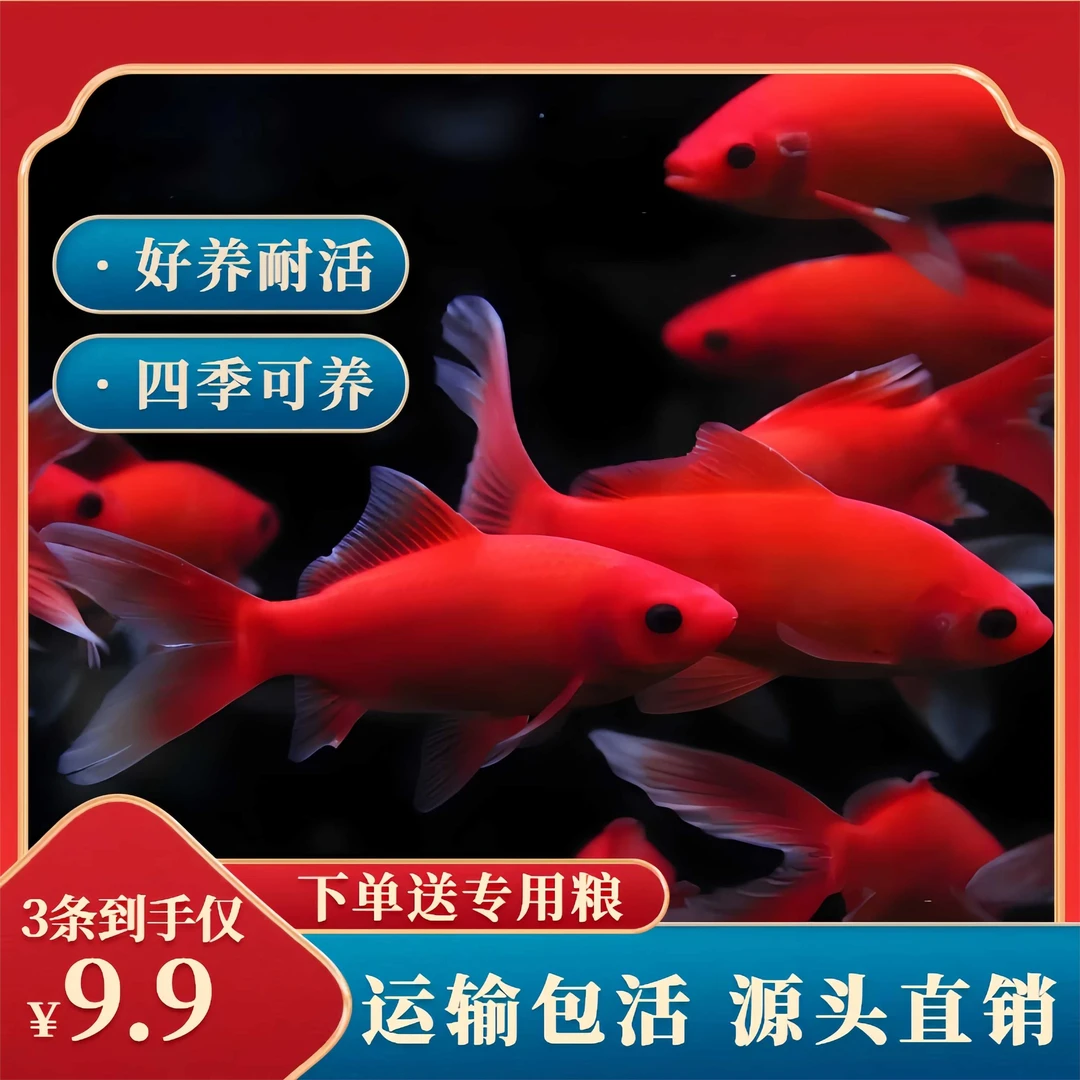 冷水血鹦鹉观赏鱼好养耐活金鱼活鱼