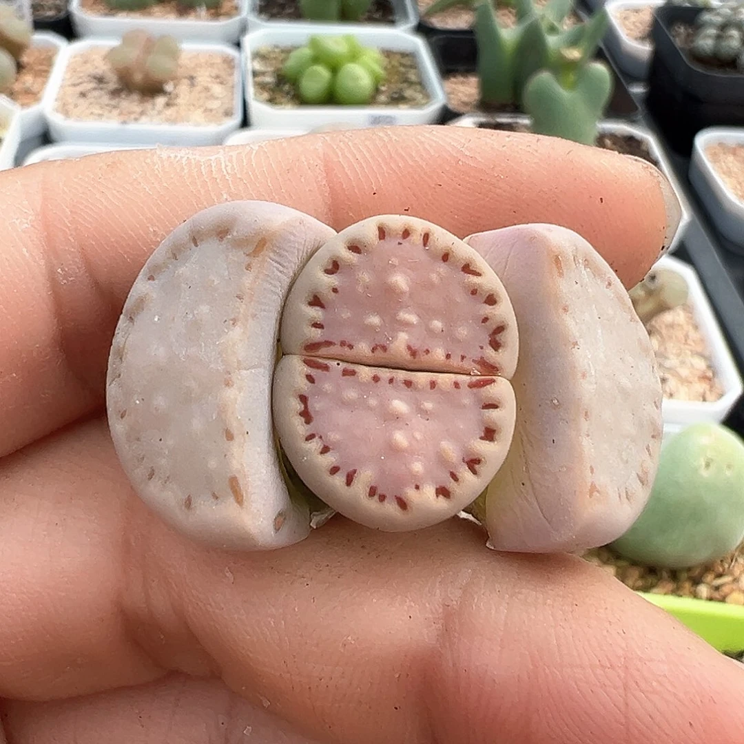 紫**夏多肉肉锥 c171 饼干