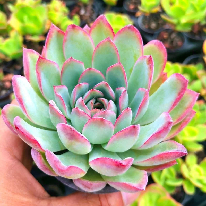 【单头荷花】(拼满15元包邮)室内盆栽净化绿植盆栽大棚多肉