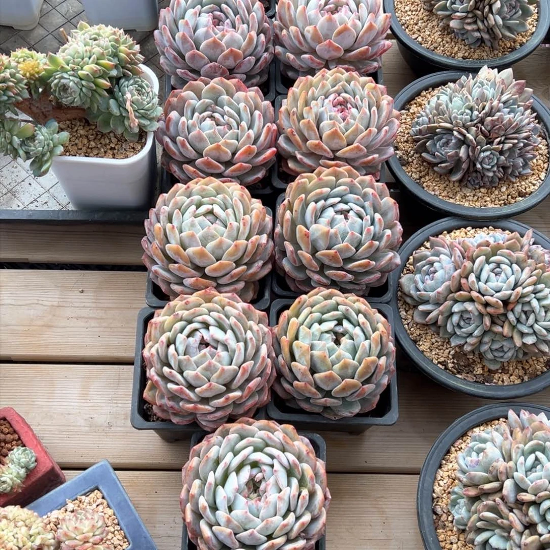 娜****天新年快乐 新年快乐11