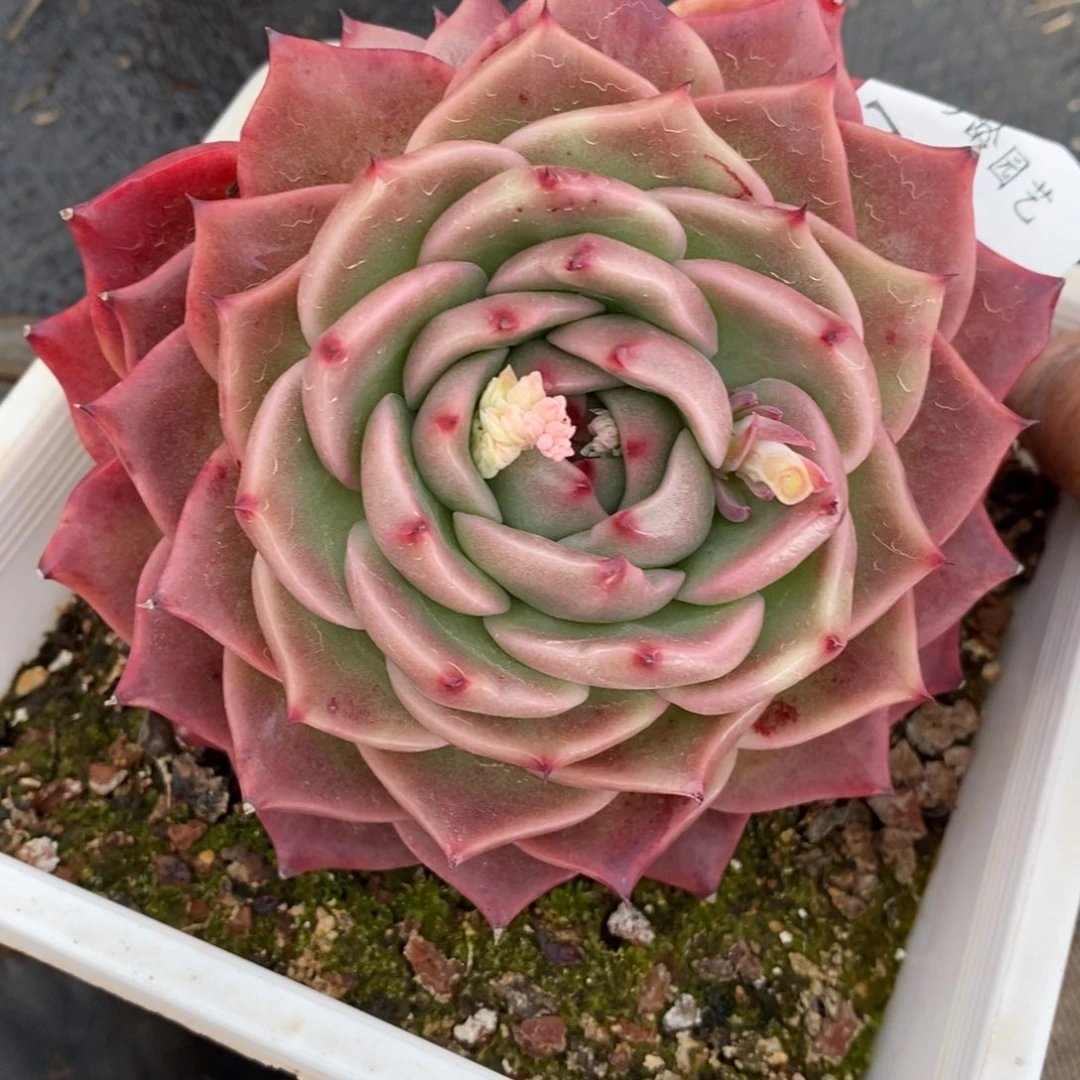 7981杂交多肉老桩