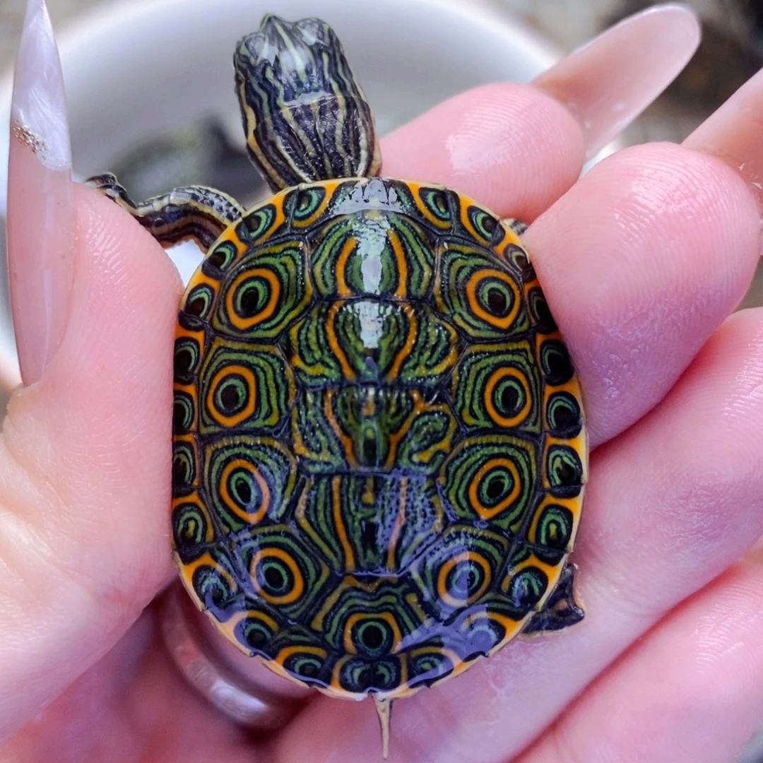 不分公母宠物龟油彩精品发色大河苗