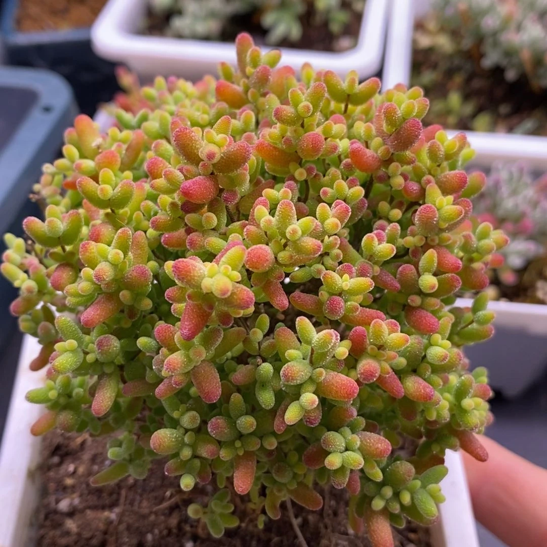 R***y870蜜橘糖球。