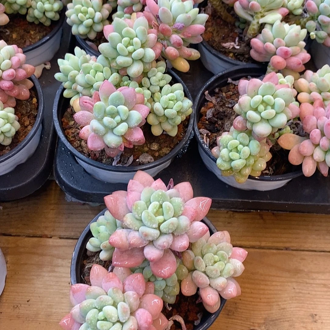 团泡泡酱，福利多多