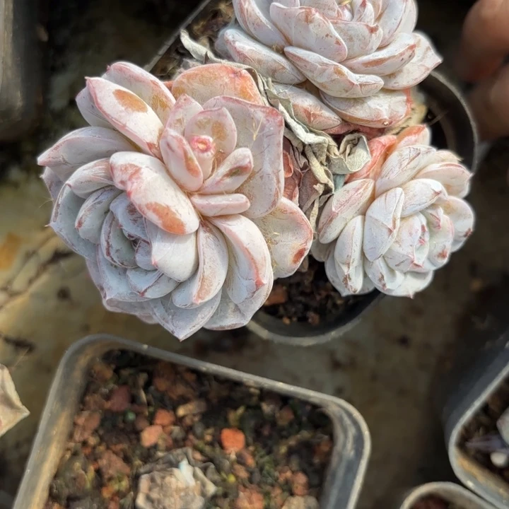 闪哭383呀呀呀呀呀呀呀呀呀雨啊呀