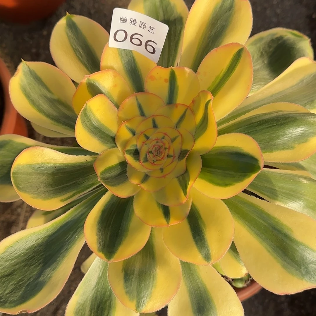 多肉植物王妃066