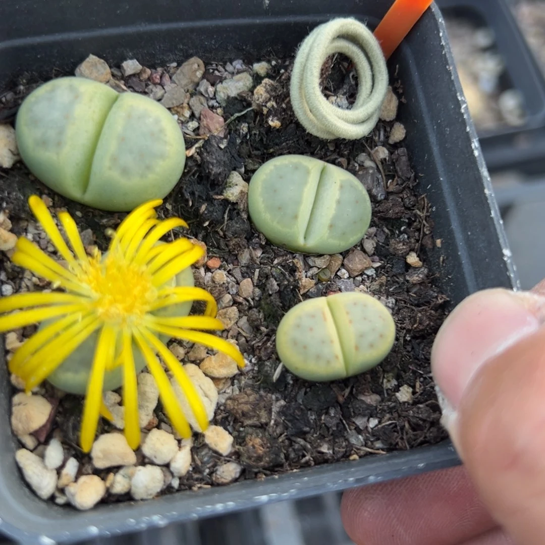 640 一物一拍，默认有伤，介意勿拍，不退不换