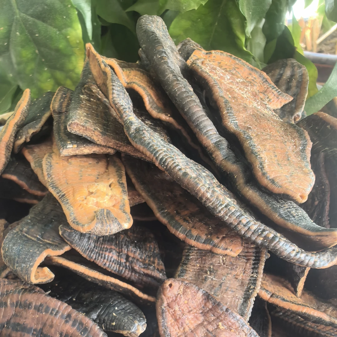 【阿海精选】土特产金边水蛭