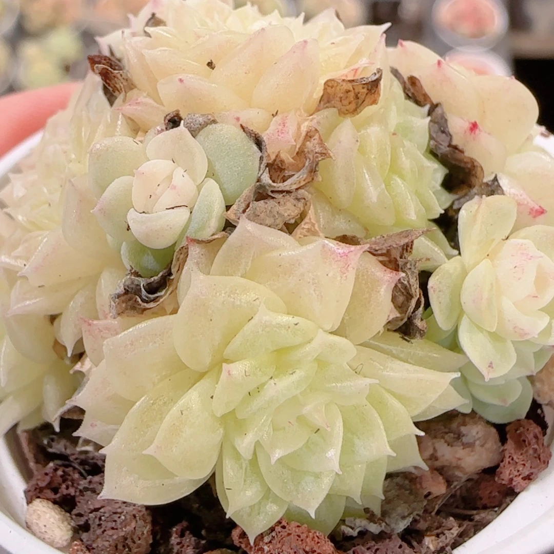 花语多肉1201-305散