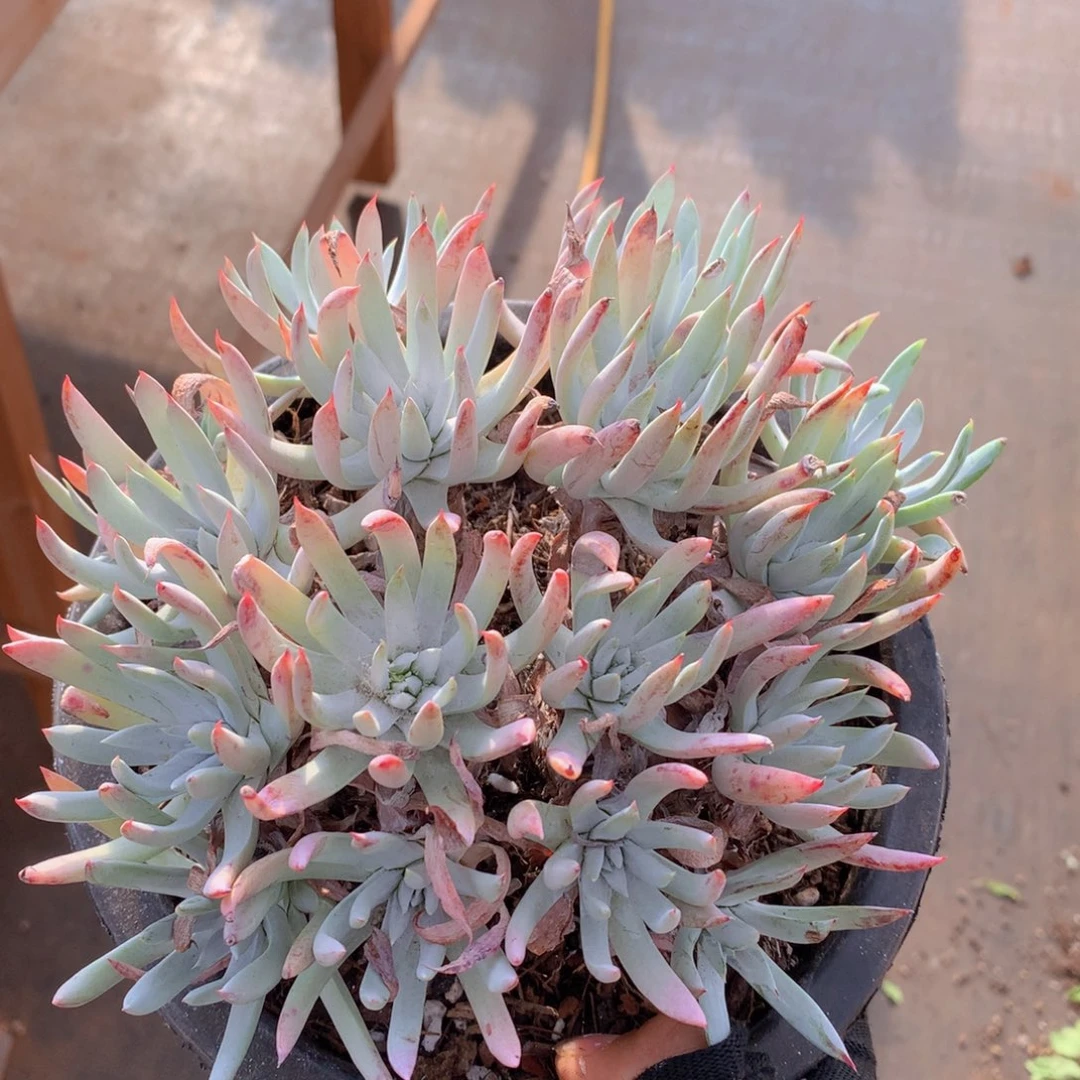 奴婢吉娜16 公分一物一拍