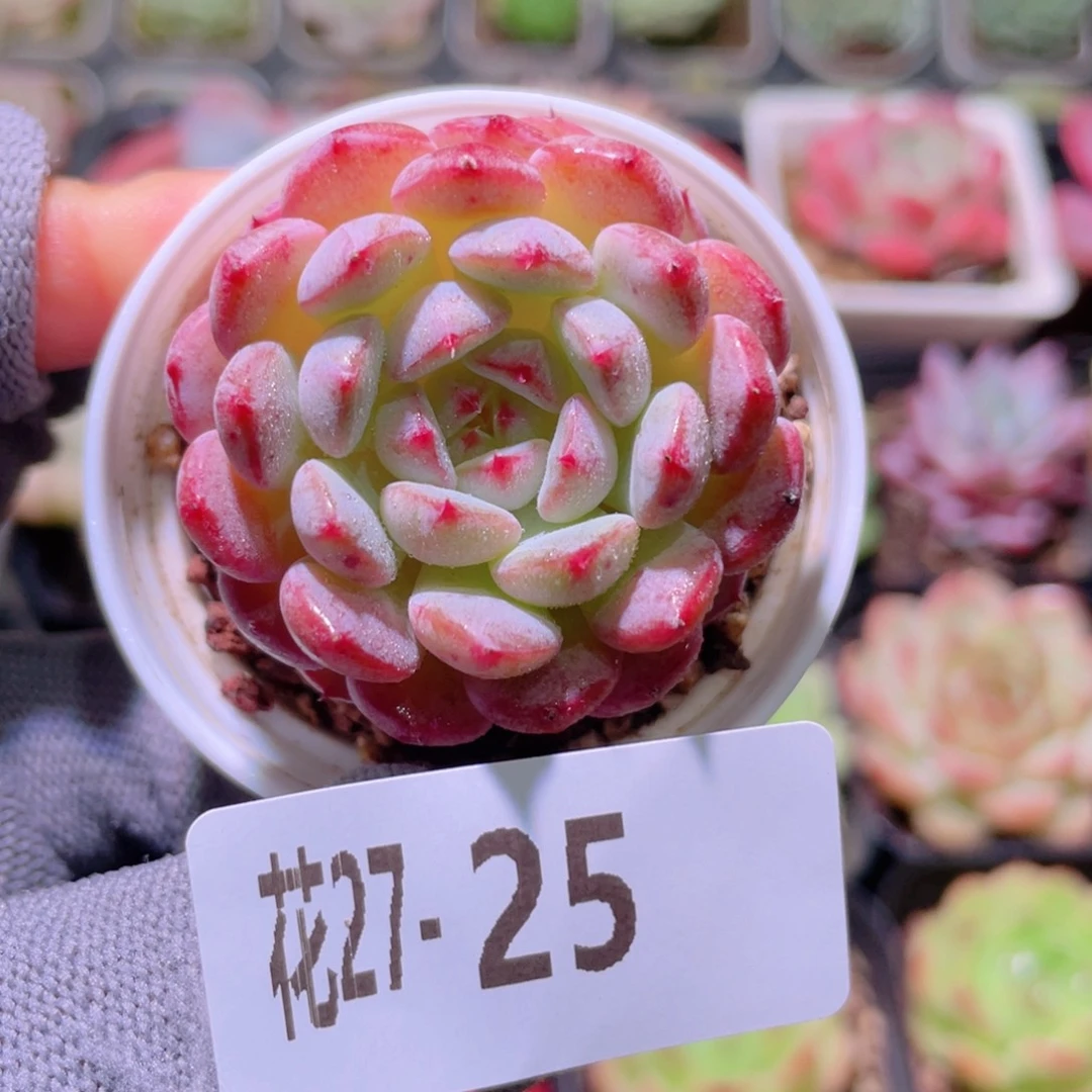 花利美27-25哈尼