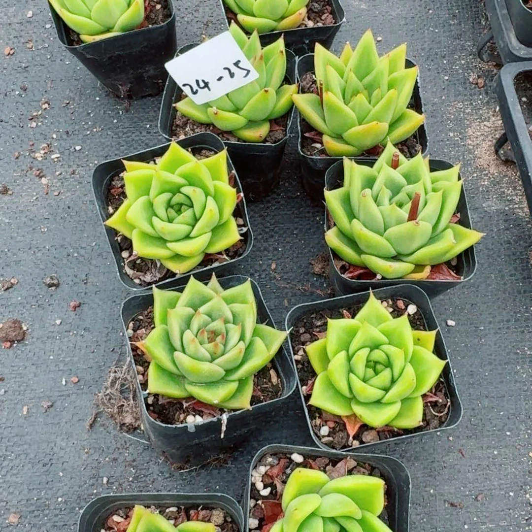 绿透东云十棵量拍24-35