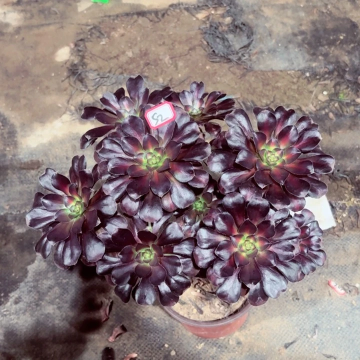 晚霞丛林朵朵法师多肉52