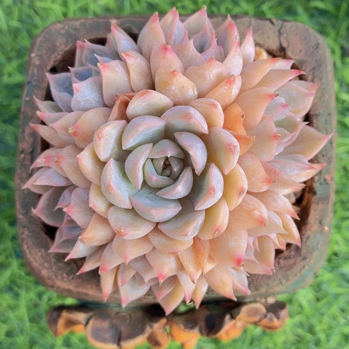 多肉菲奥娜小手捧-4