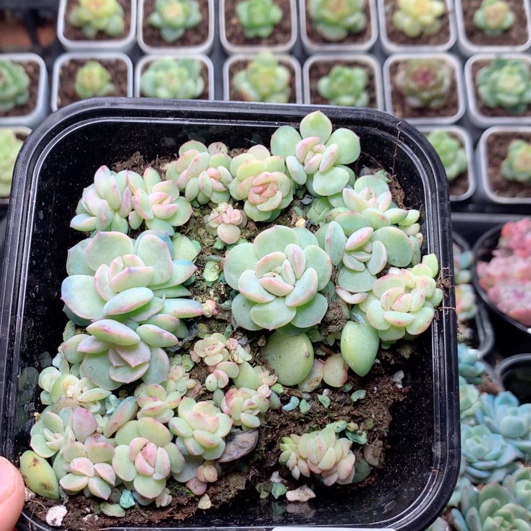 无花朵F28英语英语
