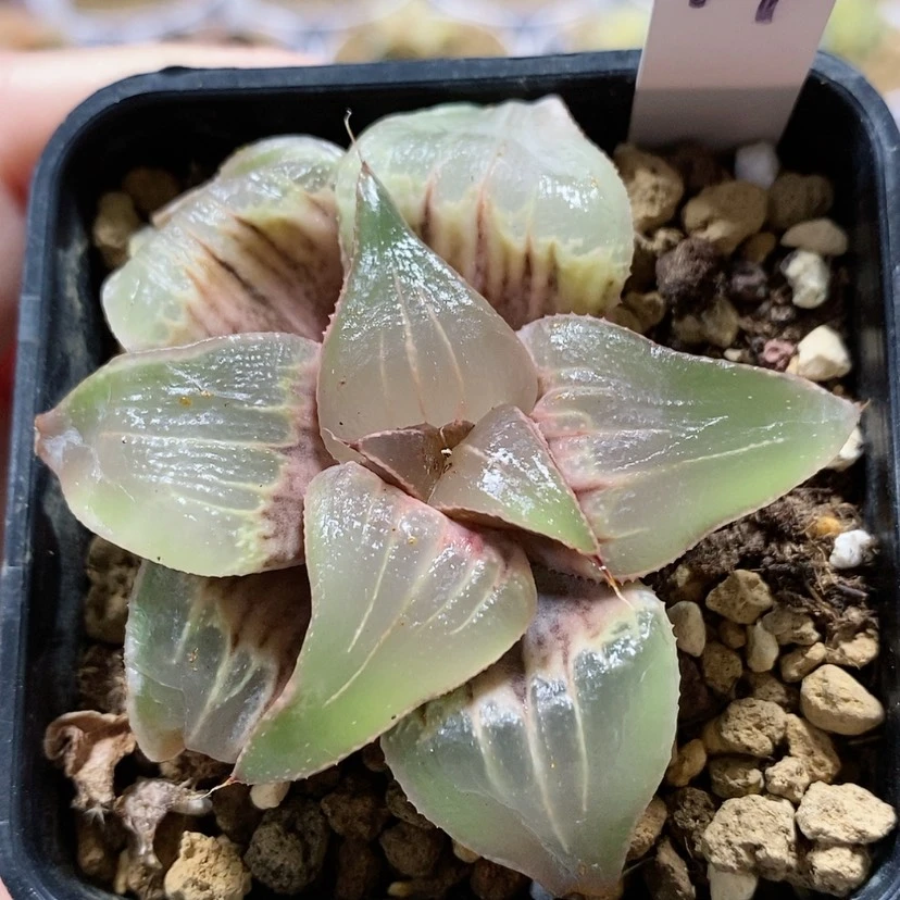 【闪购商品】44玉颜