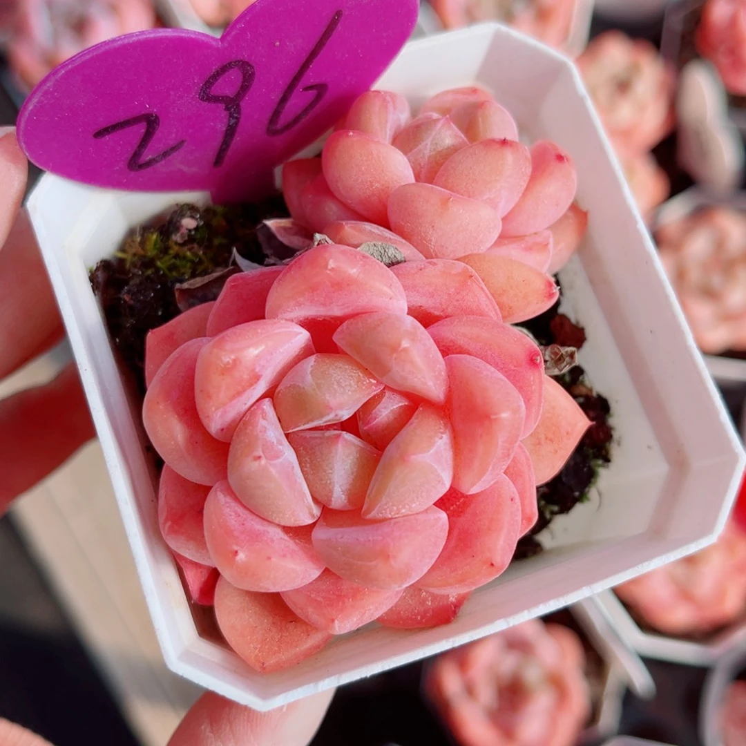 296号小老桩糖心双头