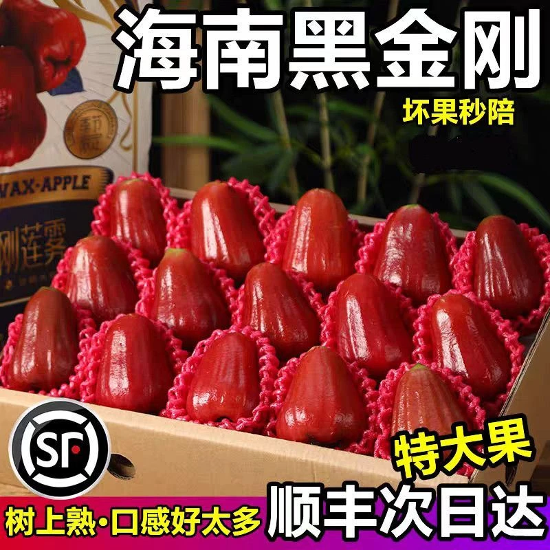 【顺丰冷链】海南三亚黑金刚莲雾精品大果脆甜多汁新鲜包邮连雾