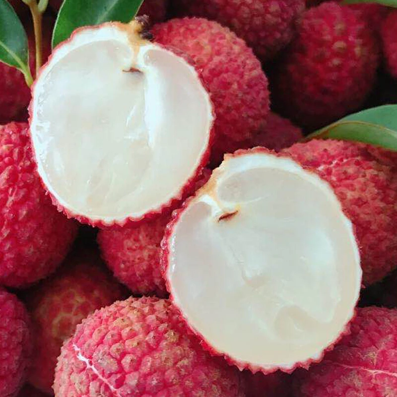 海南无核荔枝 当季水果  4.5斤 HH