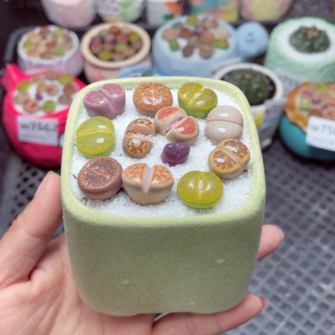 w7563 -零下地区拍保温箱-15支持寄养