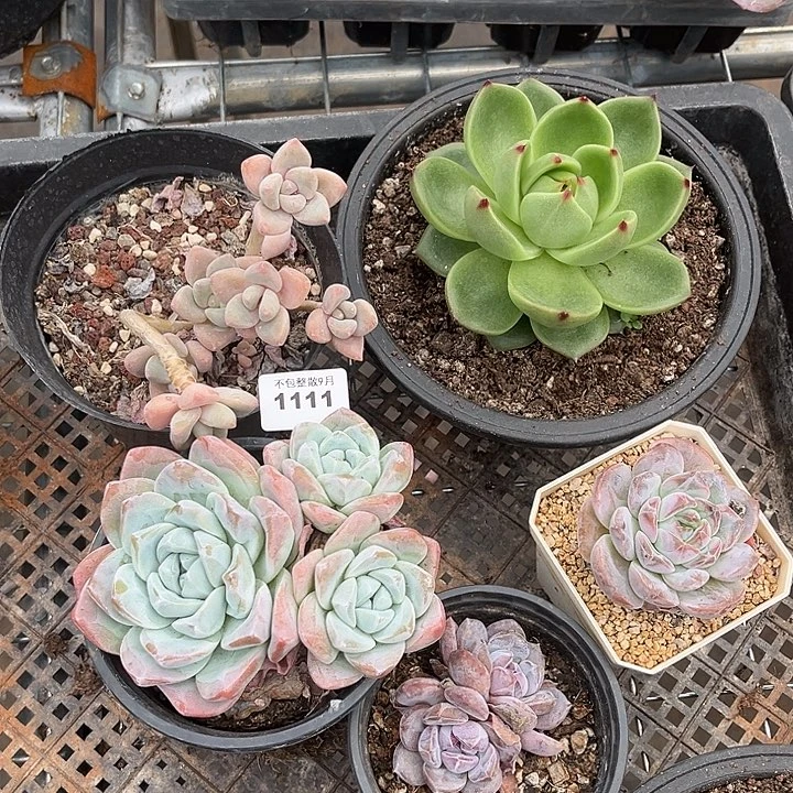 阿雅园艺。       1111