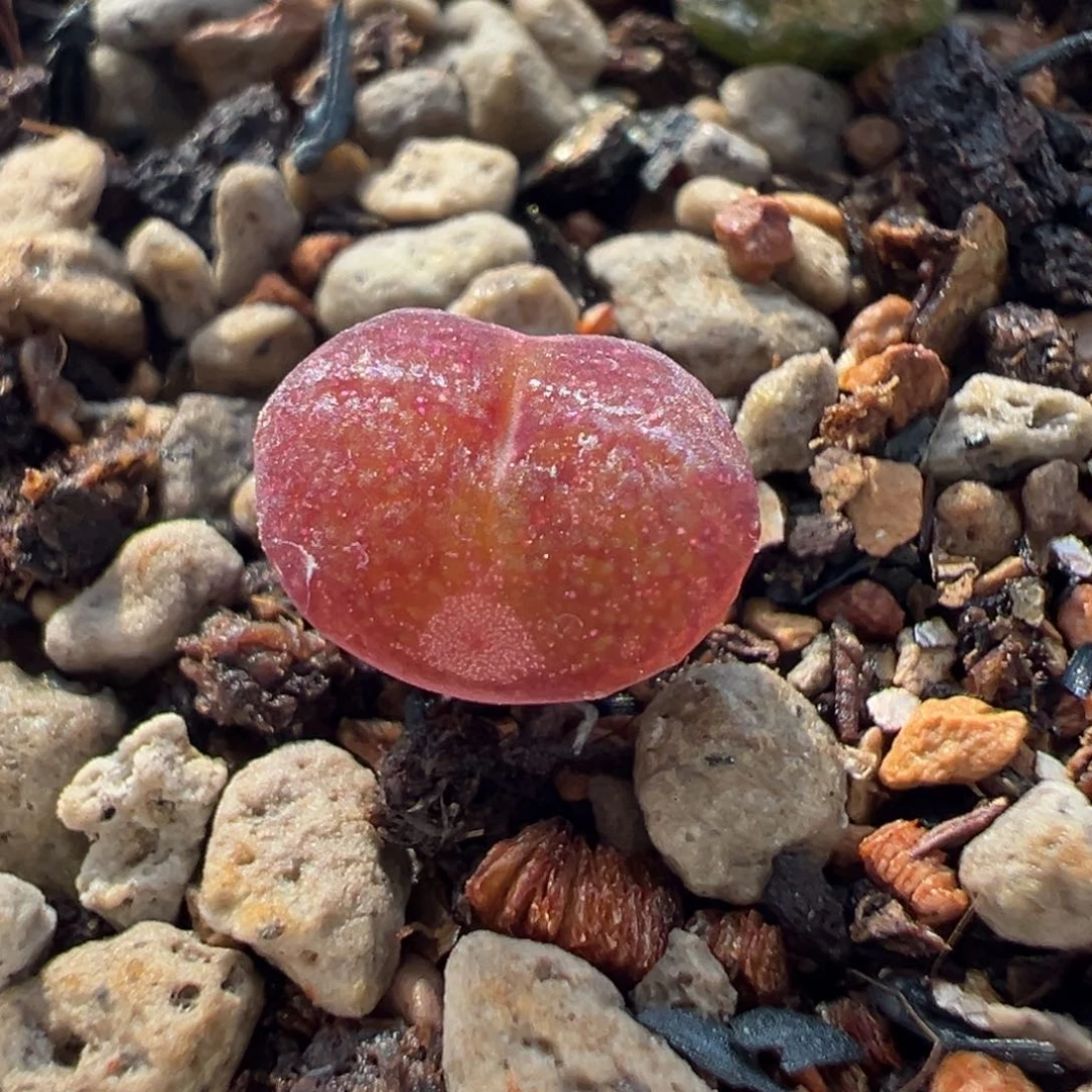 大圣杂对称酒窝多肉
