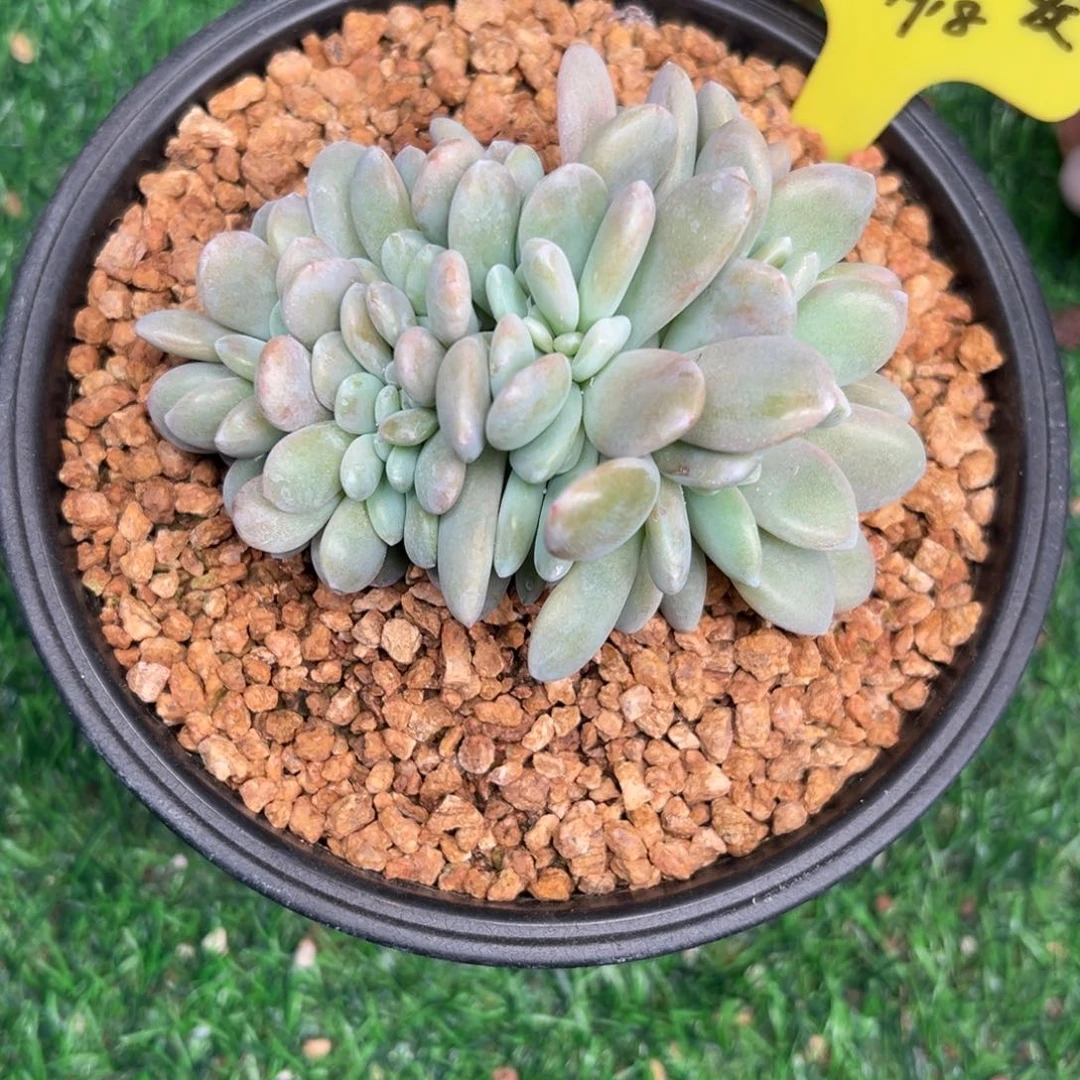 一物一拍链接，胡小丹