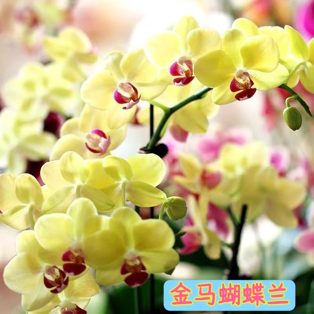 花乡十里甄选 【金马 5 .5寸 多苗多芽】盆栽精致水苔蝴蝶兰