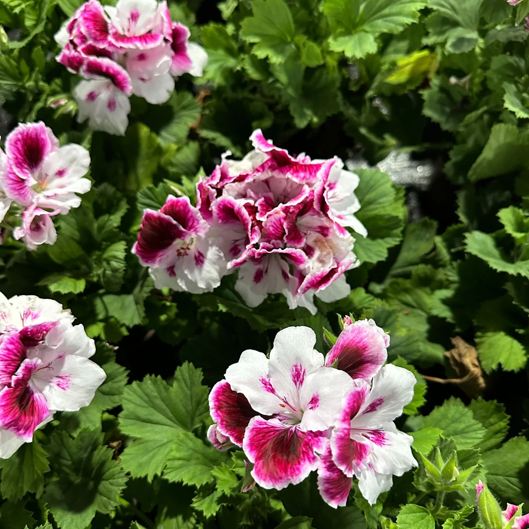 【蝴蝶梅贵妃】鲜花花卉绿植盆栽