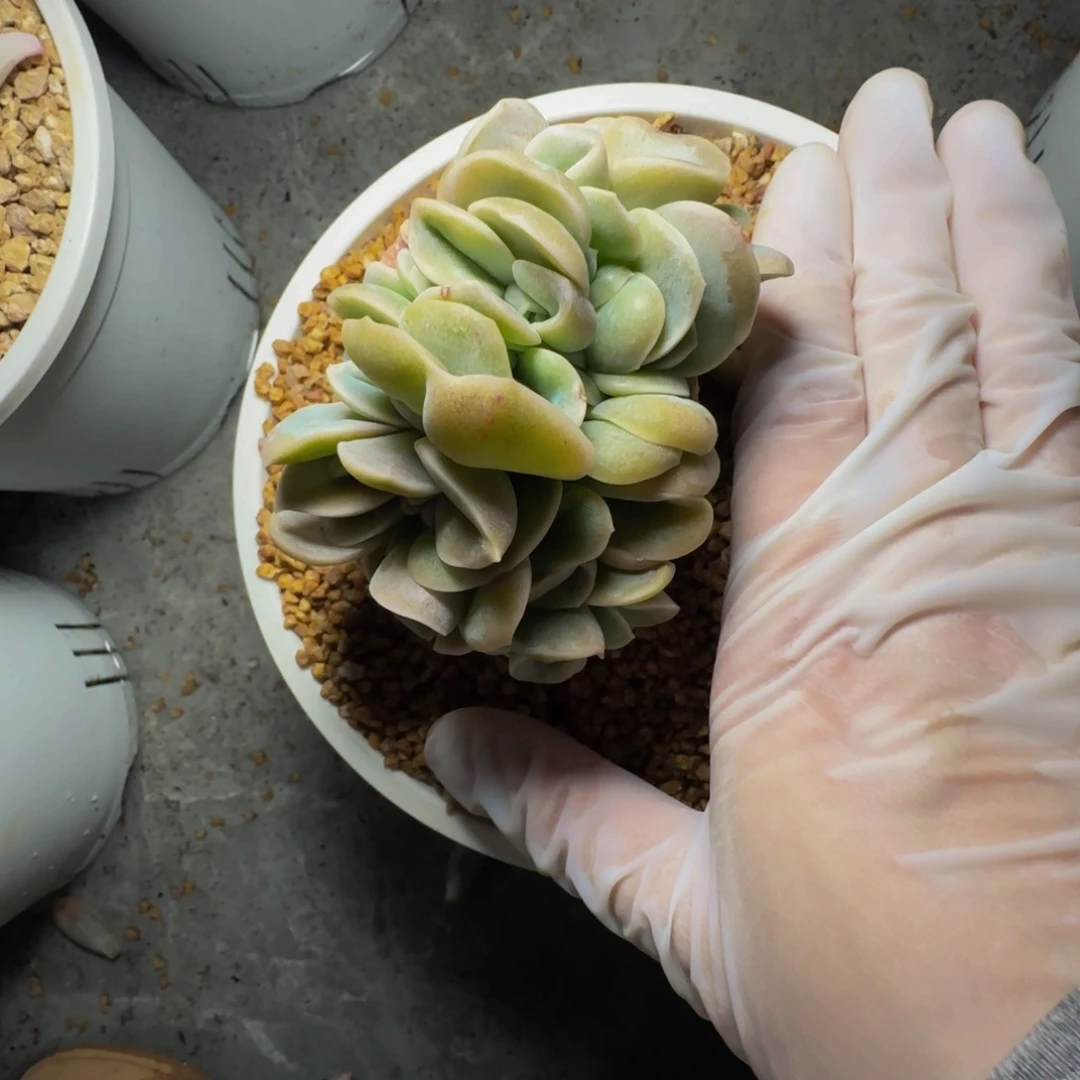 伶**球f f f f f f f f f f 75