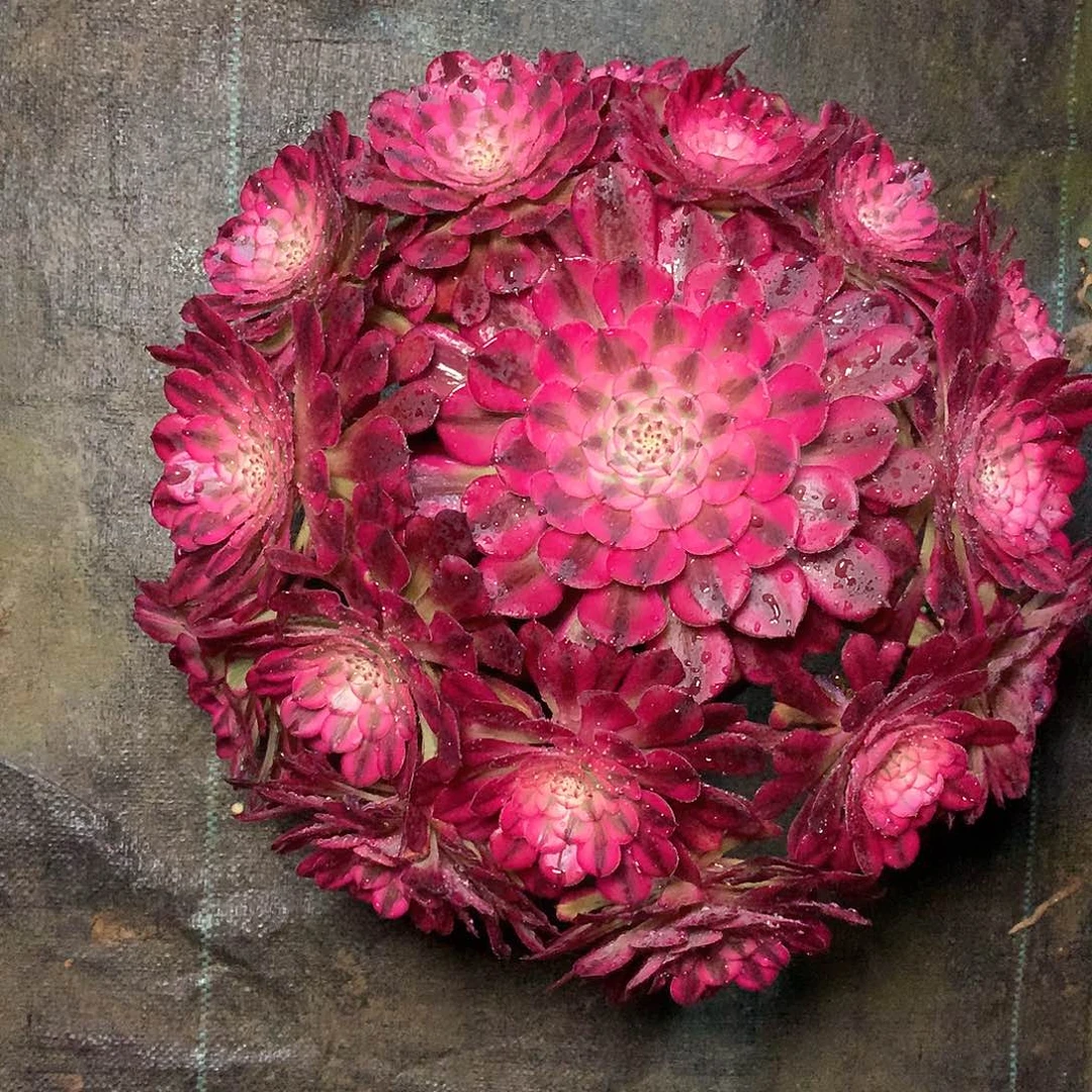 多肉多肉多肉多肉66