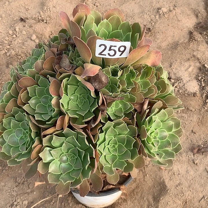 无花朵259柠檬玫瑰