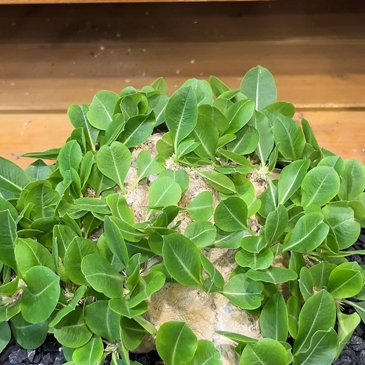 潮流植物惠比须笑22公分A29
