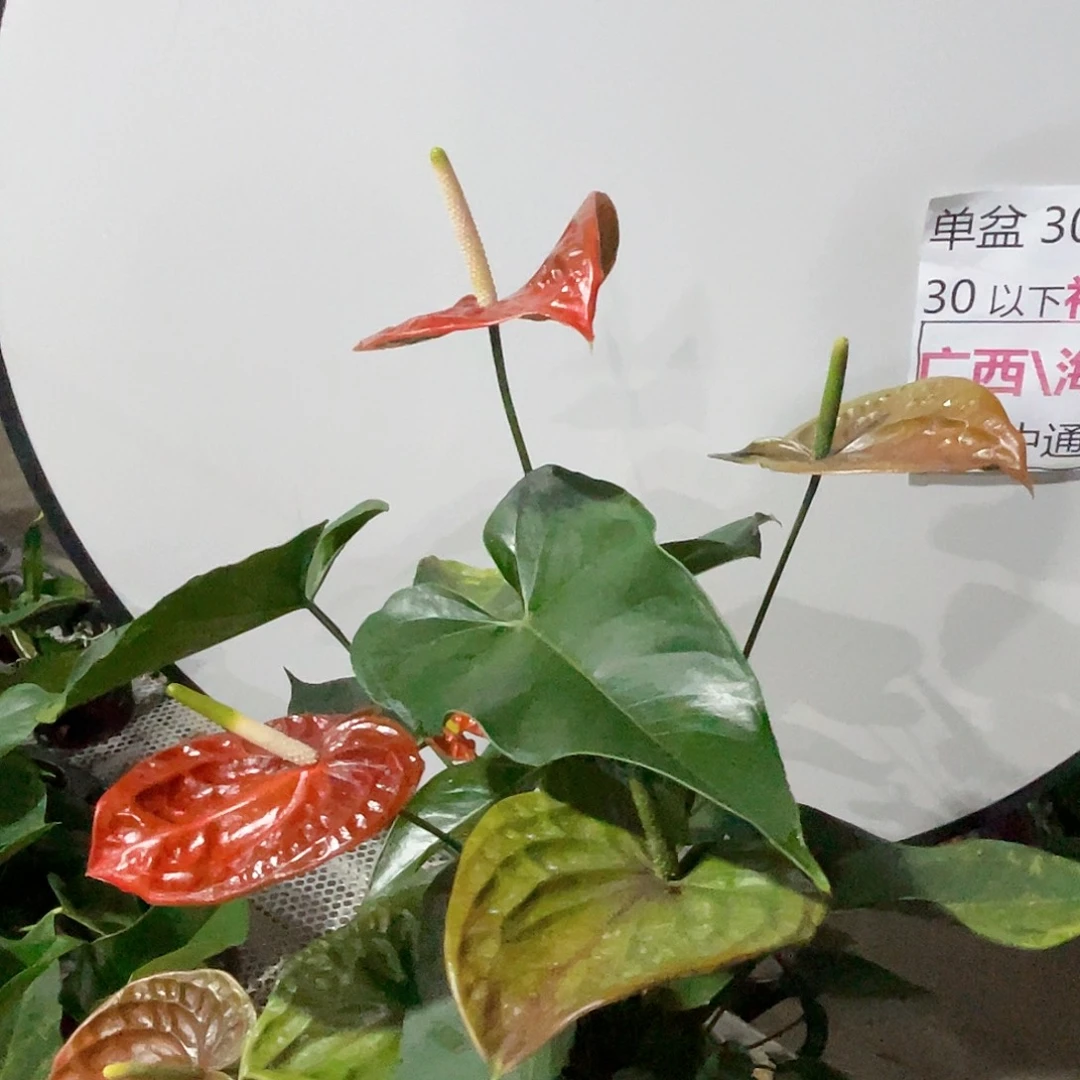完全开放孤品拍拍拍号1