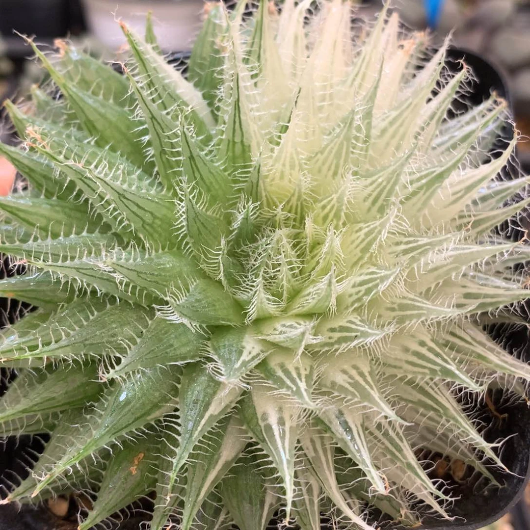 半湖斑实生原始种锦，脱土发货