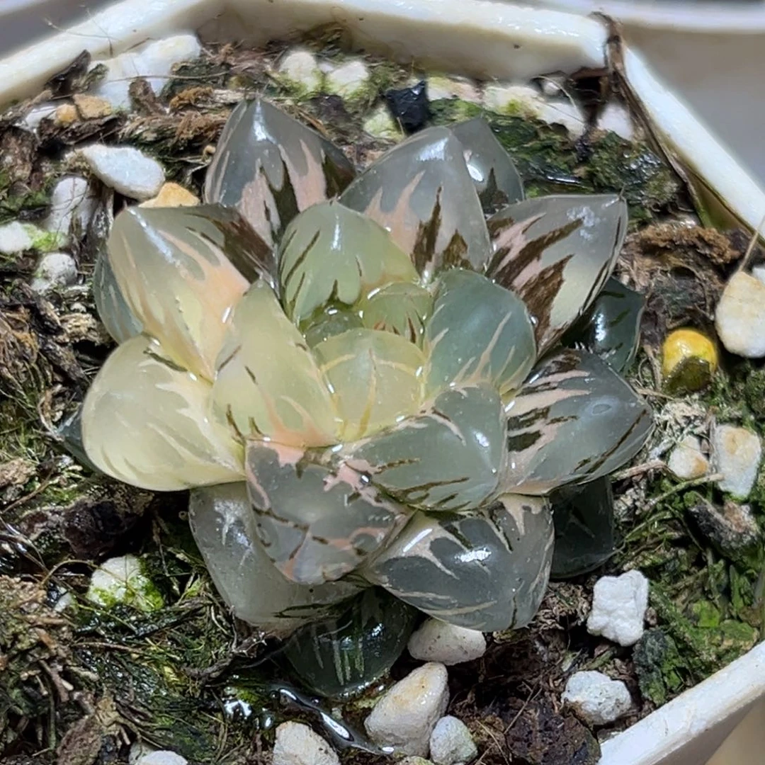 恭喜发财大吉大利512水中月