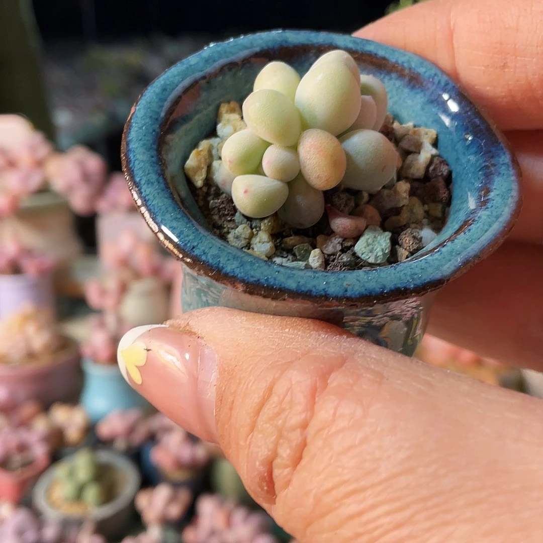 纾****I多肉植物的生长发育与生长发育