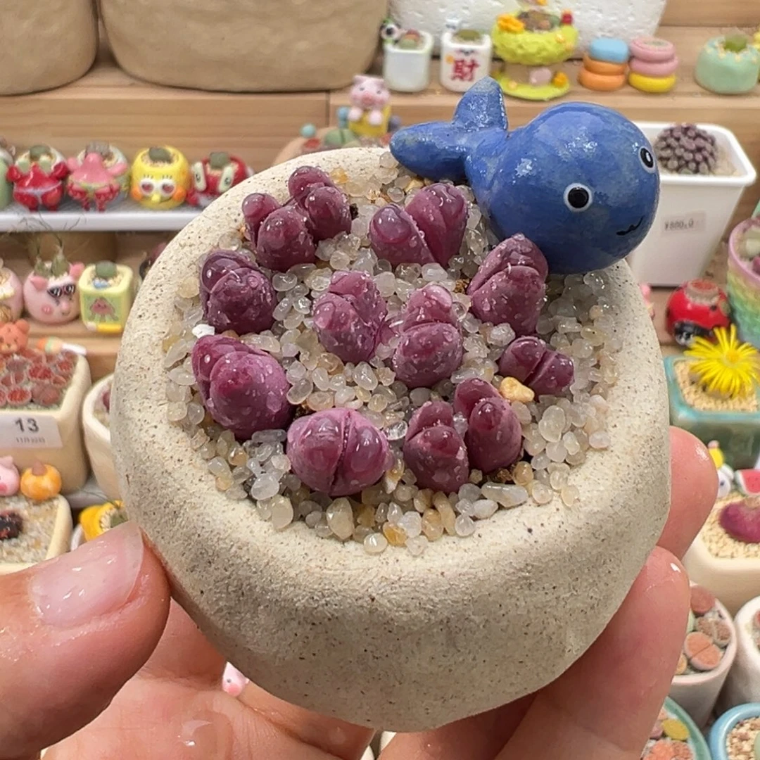 多肉植物66号紫色