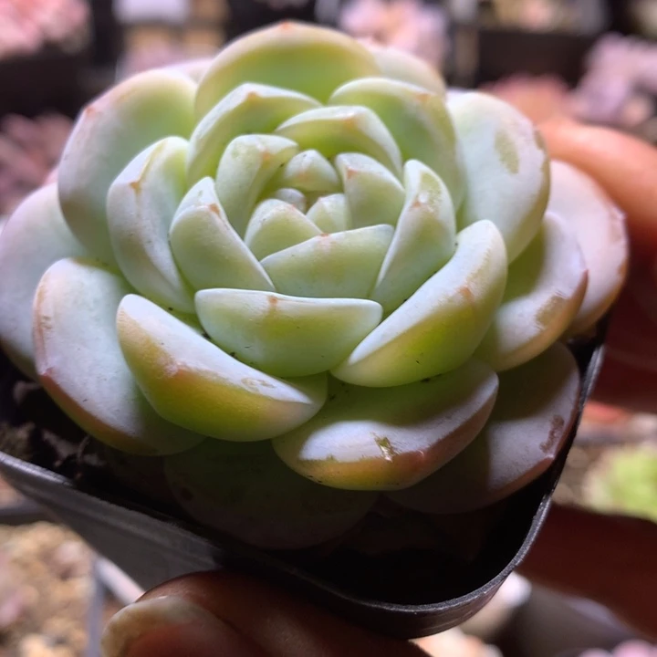 雪宝多肉一物一拍