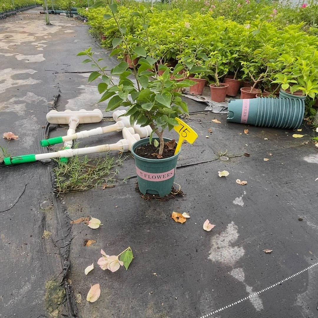 B***）当前无花栽培后可以开花75暗斑五宝