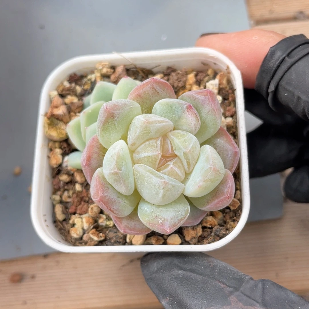 优选珍妮福利1628