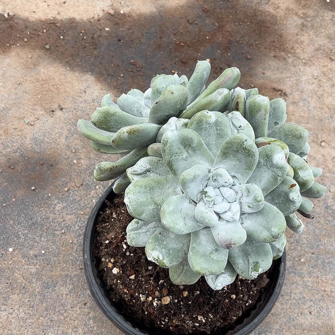 大花朵拇指三头