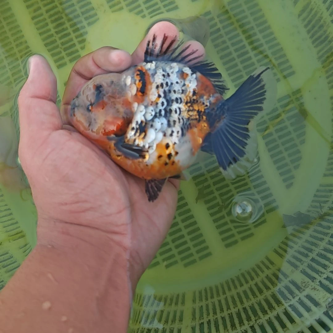 灰麒麟泰狮金鱼将军泰狮