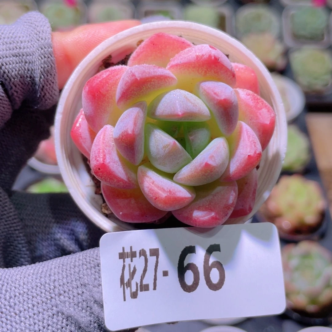 花利美27-66冰娃娃