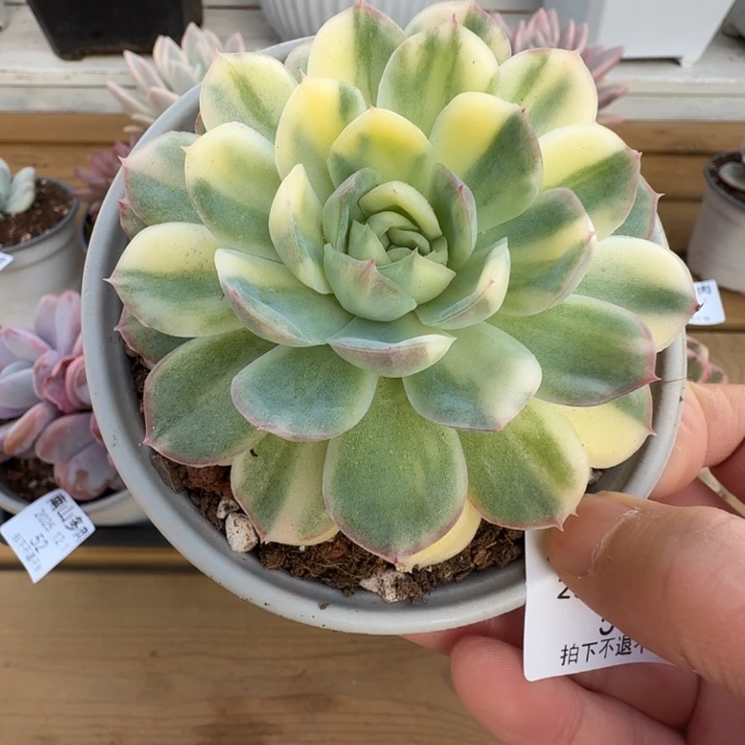 草莓冰锦111111121-51