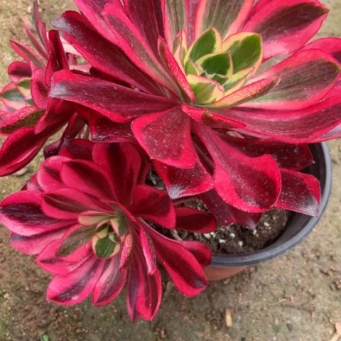 唐**韵多肉植物魅影锦。